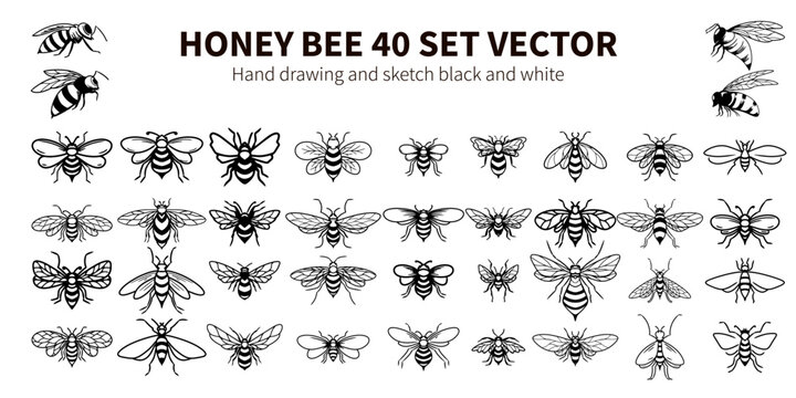 HONEY BEE 40 SET VECTOR HAND DRAWING AND SKETC BLACK AND WHITE. Art & Illustration