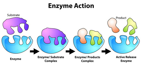 Scheme of enzyme action on a substrate - 618479647