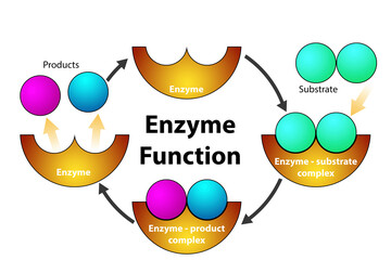 Enzyme function cycle diagram isolated