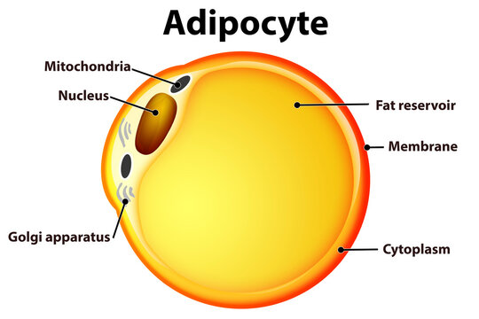 Fat Cells from white adipose tissue