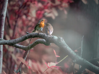 nature birds in their natural environment