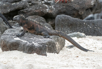 Marine Iguana