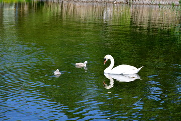 Naklejka na ściany i meble A view of a big white swan swimming through a vast yet shallow pond, river, or lake together with small duckings or swans seen next to a coast covered with reeds, herbs, and other flora in summer