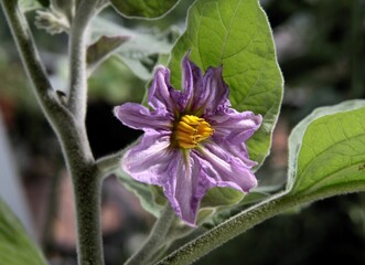 purple flowers of aubergine plant in my garden