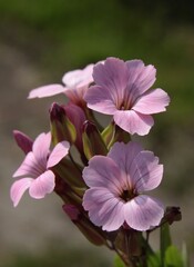 pink flowers of  Gypsophila vaccaria-cowherb-Vaccaria hispanica plant in the garden 