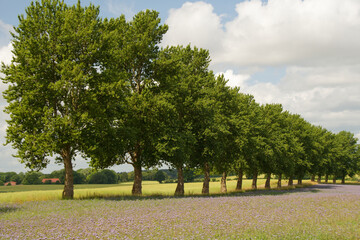 Obraz premium Phacelia