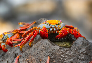 Galapagos Crab