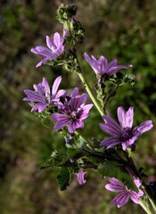 Fototapeta premium lila flowers of wild plant malva silvestris on meadow close up