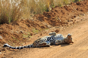 Leopard rolling in the sand