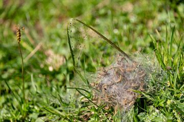 massenweise spinnwebartige Gespinstermotten in Raupen Nest auf der Wiese.
