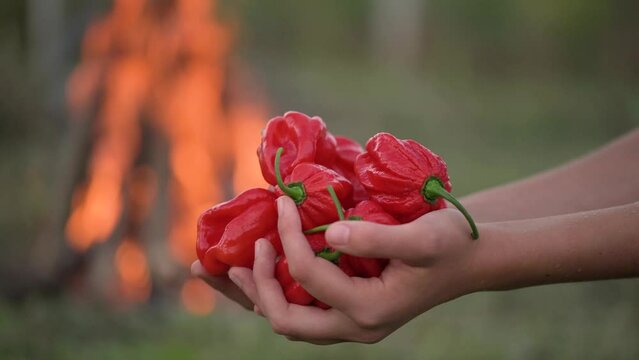 Washing in hands of harvest of red hot habanero peppers under rain of water at farm. Background of burning fire. Slow motionvideo at 120 fps. Codek Apple ProRes 422. High quality FullHD footage.
