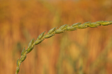 ripening ear of wheat in an agricultural field in the sunset rays