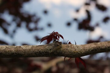 red maple leaves growing on the branch