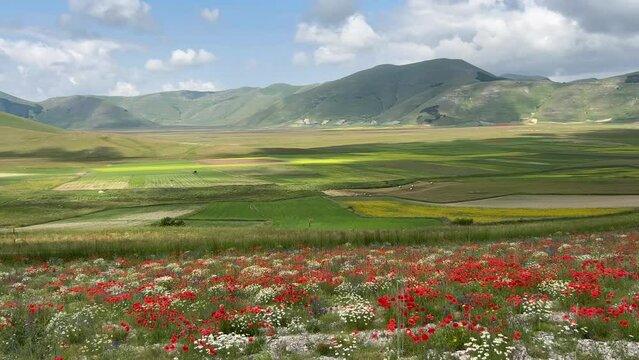 Landscape of a field of lentils with poppies, cornflowers and daisies blowing in the wind on the plains of Castelluccio di Norcia, a beautiful scenery located at the foot of the Italian apennines