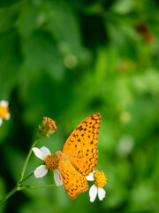 Common Leopard butterfly with free space for text and message. Vertical picture.
