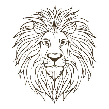 Lion head hand drawn sketch. Ink outline line, wildlife animal. Portrait of the main beast of Africa. Male predator image, isolated vector illustration