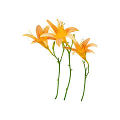 Orange lily flower isolated on transparent background