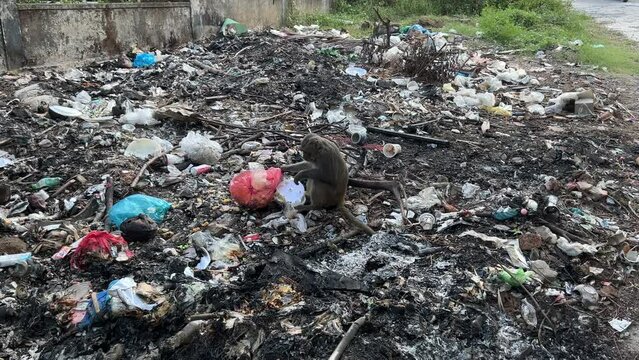 Environmental disaster. Animal sitting among the waste pollution. Monkey eating trash from the plastic bag on the big landfill with a lot of dump in Asia. Ecological disaster with plastic bottles 