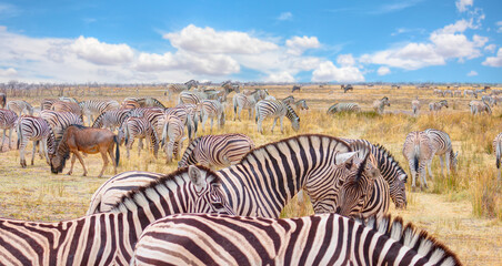 Fototapeta na wymiar Herd of zebras in yellow grass - Etosha National Park, Namibia, Africa