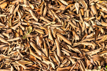 exture background with dry leaves in brazilian autumn