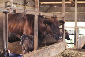 Japanese black cattle and calf.