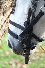 Caballo