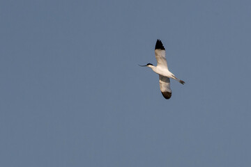 Säbelschnäbler (Recurvirostra avosetta) im Flug