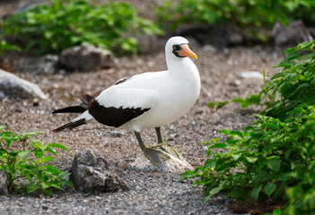 Nazca Booby