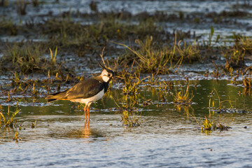 Kiebitz in der Abendsonne  an der Ostsee