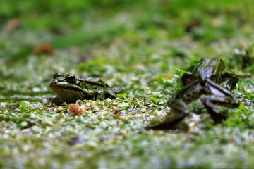 Green Frog playing, swimming and resting on a pond in spring