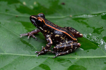 Spotted river frog perched on a leaf