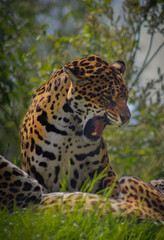 Fototapeta na wymiar jaguar in zoo