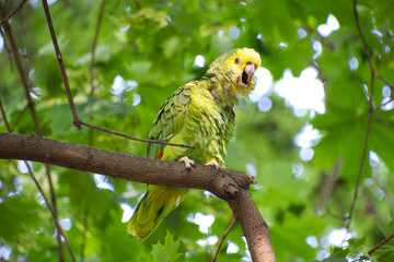 The yellow-headed amazon parrot is sitting on a tree branch in the park of Stuttgart