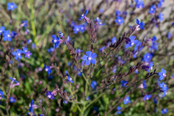 Wild flowers - forget-me-not flowers, Barrelier's bugloss or False alkanet - Anchusa barrelieri- Turkish name ; beef tongue