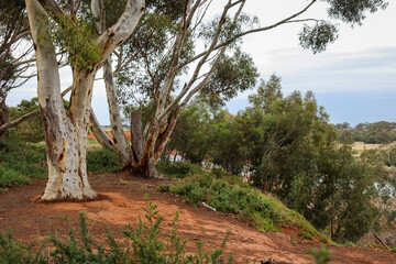 eucalyptus trees in australian bushland with red soil overlooking the werribee river