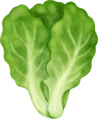 Obraz premium Mustard greens
