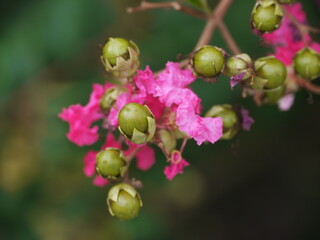 Lagerstroemia indica.