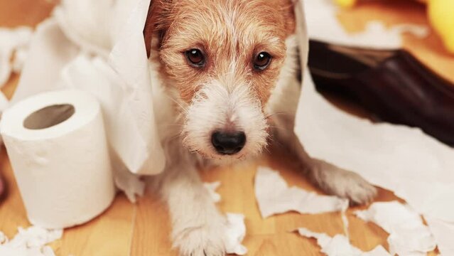 Funny, active naughty dog after biting, chewing a toilet paper and shoe. Dog mischief, urban puppy training or separation anxiety.