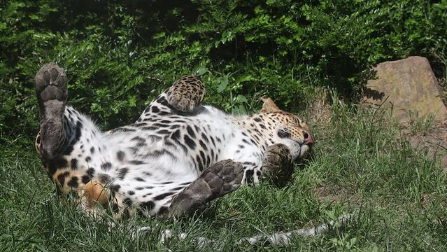 Javan Leopard Lies Down on His Back on Grass in Zoo. Panthera Pardus Melas is an Endangered Animal. Wild Cat in Zoological Garden.