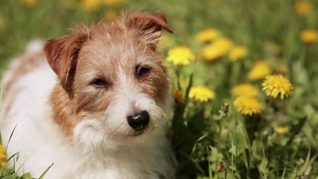 Funny cute pet dog sunbathing and listening, looking in the grass with dandelion herb flowers. Summer fun.