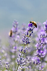 close-up of a bee on a lavender flower. Macro. Summer mood, lavender field.