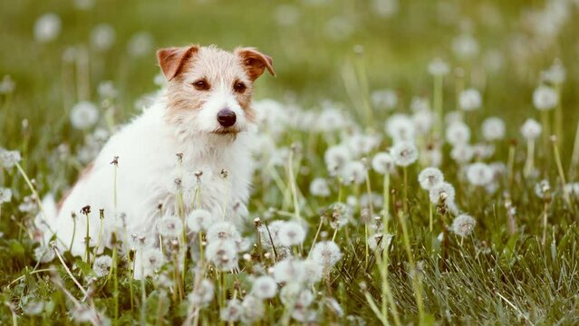 Cute jack russell terrier pet dog sitting and listening in the grass in a dandelion blowball flower meadow. Summer fun.