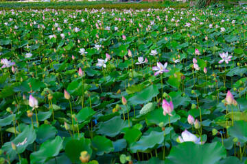 Big lake full of lotus flowers in full bloom lush green leaves and pink petals near dragon mountain Ninh Binh Hanoi Vietnam  