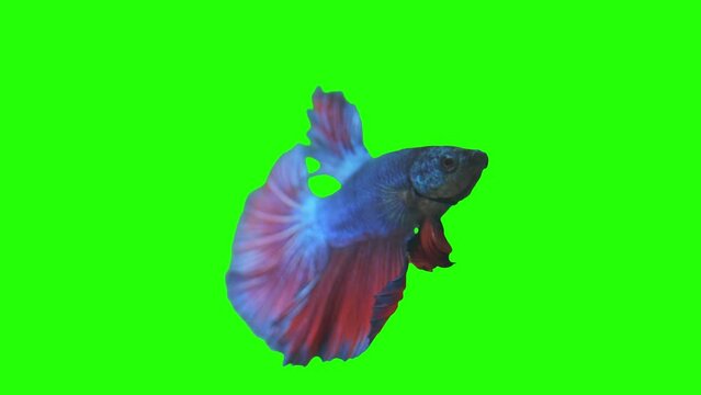 Green scren fish with a Matte. Spill suppressor need if use matte. Chromakey object