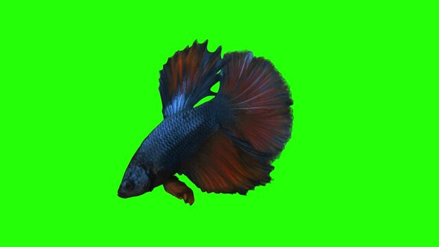 Green scren fish with a Matte. Dive down. Spill suppressor need if use matte. Chromakey object Vol5