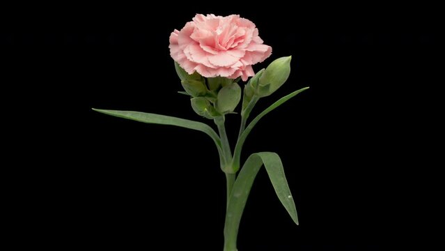 4K Time Lapse of blooming red carnation flower isolated on black background. Beautiful opening Carnation single flower.