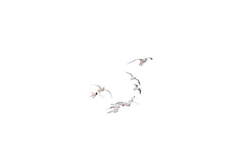flock of sea birds on white background, transparent
