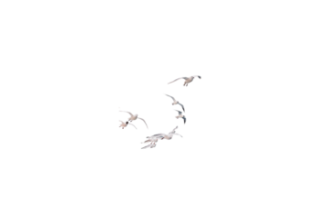 flock of sea birds on white background, transparent