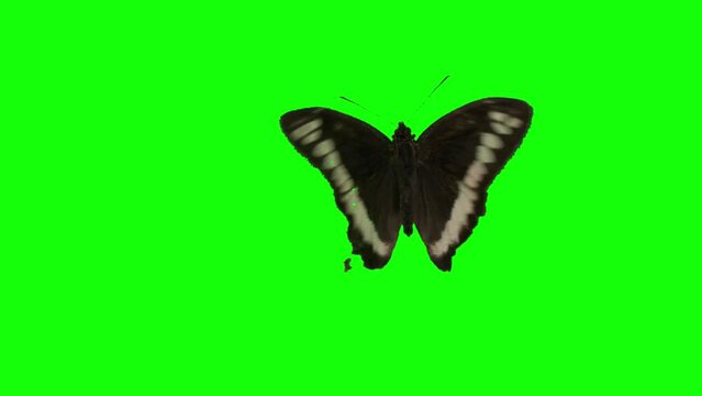 Green scren butterfly. Spill suppressor need if use matte. Chromakey object Vol1