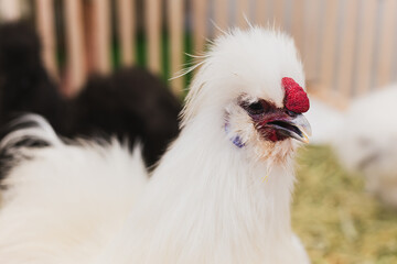 A portrait of silkie chicken outdoors in garden.